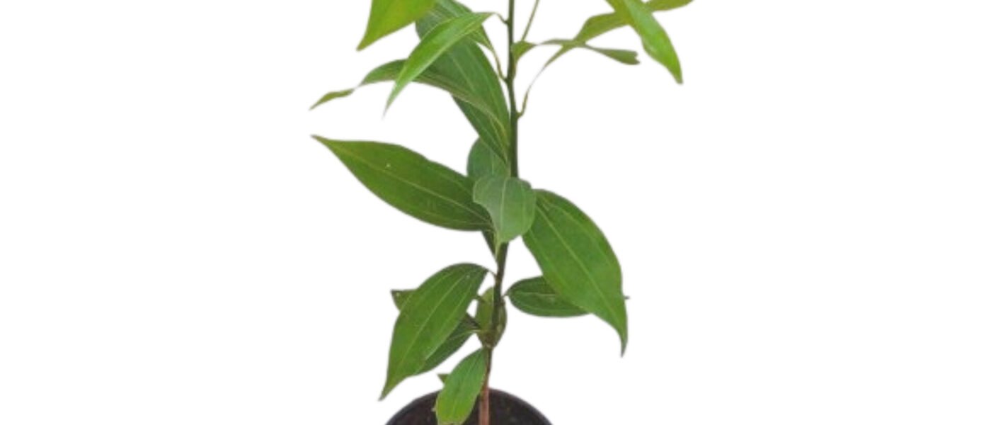 दालचीनी का पौधा घर पर उगाना हुआ आसान।