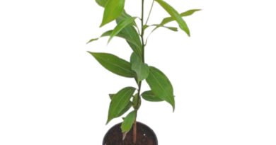 दालचीनी का पौधा घर पर उगाना हुआ आसान।