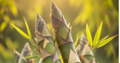 Bamboo Shoots Health Benefits (बांस शूट्स स्वास्थ्य लाभ)