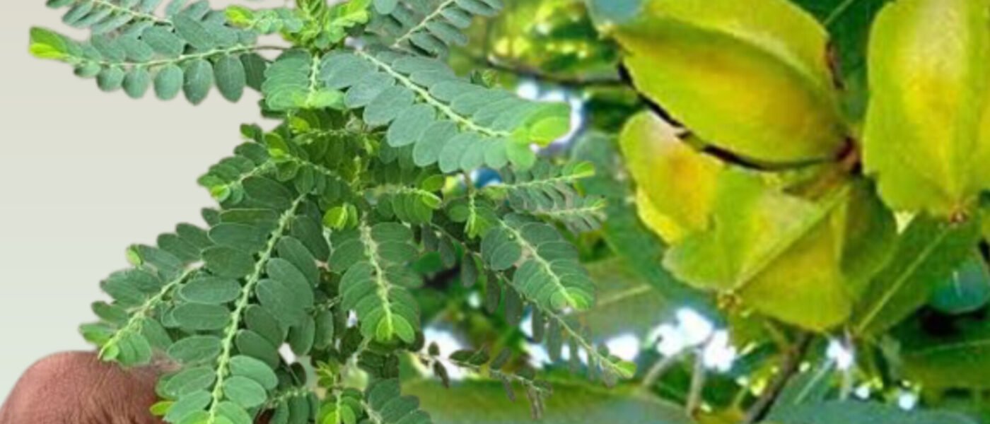 फैटी लिवर और SGPT का रामबाण इलाज: भूमि आंवला + अर्जुन छाल का काढ़ा