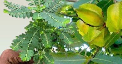 फैटी लिवर और SGPT का रामबाण इलाज: भूमि आंवला + अर्जुन छाल का काढ़ा