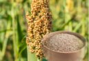 ज्वार (Sorghum): डायबिटीज व हार्ट का वैज्ञानिक कवच | Ayush Path
