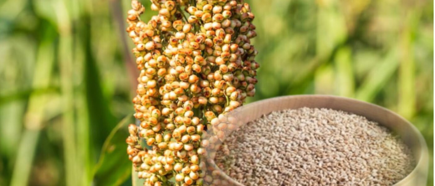 ज्वार (Sorghum): डायबिटीज व हार्ट का वैज्ञानिक कवच | Ayush Path