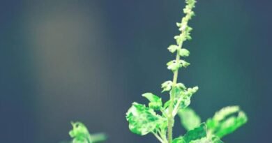 NMPB MPBC Scheme: औषधीय पादप बिजनेस सेंटर के लिए ₹5 करोड़ अनुदान | Apply Now