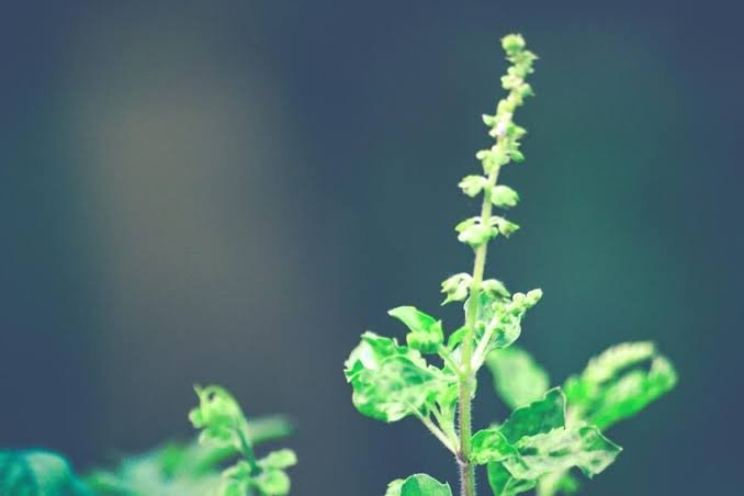 NMPB MPBC Scheme: औषधीय पादप बिजनेस सेंटर के लिए ₹5 करोड़ अनुदान | Apply Now