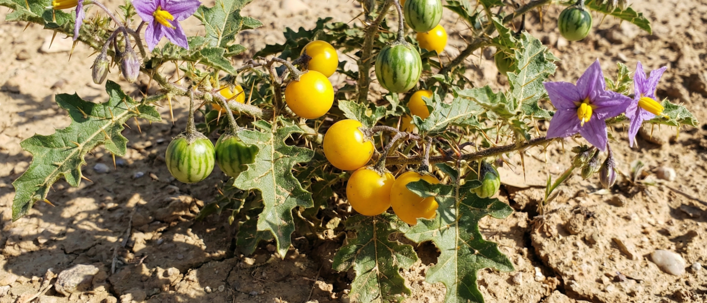 कंटकारी (Kantakari): दमा और गठिया का आयुर्वेदिक इलाज | आयुष्य पथ