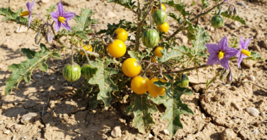 कंटकारी (Kantakari): दमा और गठिया का आयुर्वेदिक इलाज | आयुष्य पथ