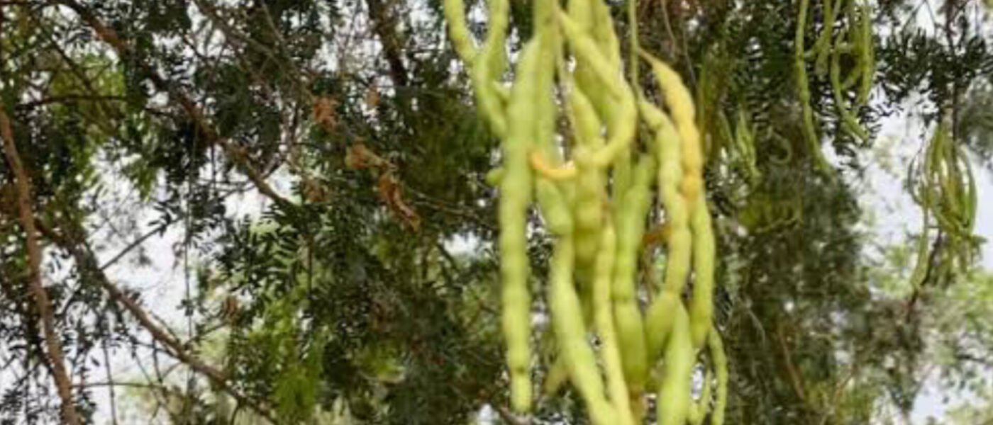 खेजड़ी (Khejri): मरुस्थल का कल्पवृक्ष और औषधीय गुण | Ayushya Path