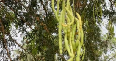 खेजड़ी (Khejri): मरुस्थल का कल्पवृक्ष और औषधीय गुण | Ayushya Path