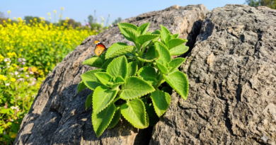 बसंत ऋतु में खिलखिलाता पत्थरचूर: जीवन दर्शन और आयुर्वेदिक लाभ |आयुष्य पथ बसंत ऋतु में खिलखिलाता पत्थरचूर: जीवन दर्शन और आयुर्वेदिक लाभ |आयुष्य पथ