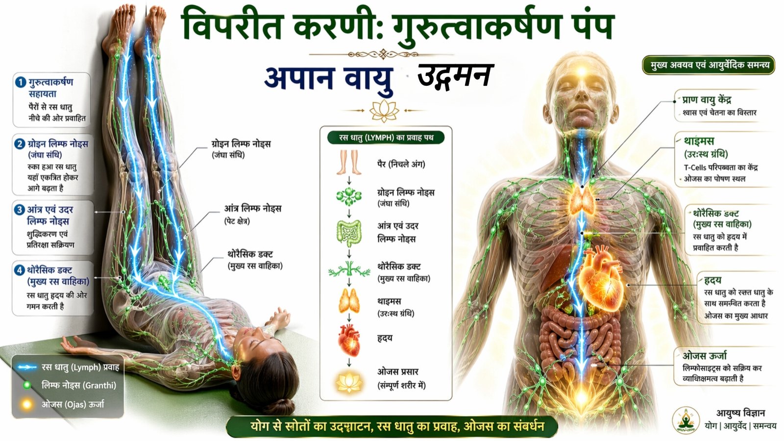 Yoga Biomechanics for Lymphatic Drainage