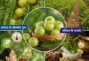 आँवला (Amla): उगाने की वैज्ञानिक विधि, 10 चमत्कारी आयुर्वेदिक प्रयोग और FAQs | आरोग्य वाटिका