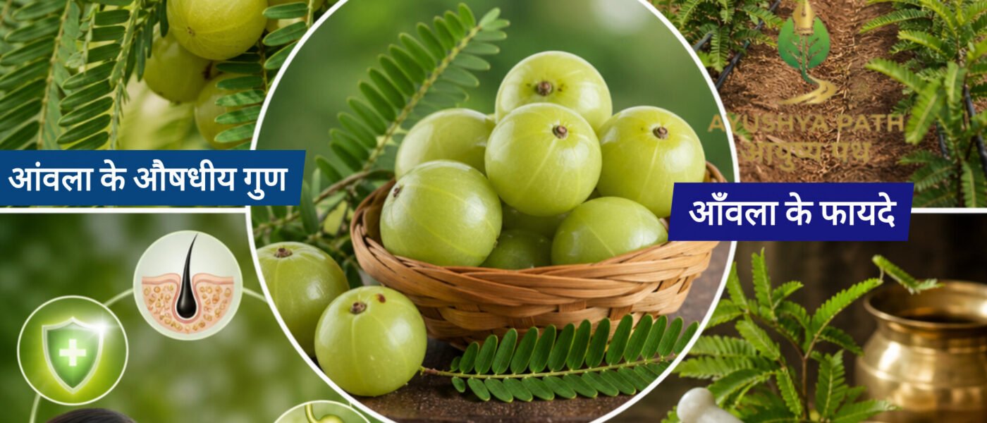 आँवला (Amla): उगाने की वैज्ञानिक विधि, 10 चमत्कारी आयुर्वेदिक प्रयोग और FAQs | आरोग्य वाटिका