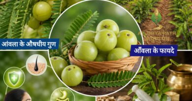 आँवला (Amla): उगाने की वैज्ञानिक विधि, 10 चमत्कारी आयुर्वेदिक प्रयोग और FAQs | आरोग्य वाटिका