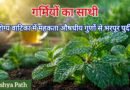 पुदीना (Mint): 10 चमत्कारी आयुर्वेदिक प्रयोग | आरोग्य वाटिका