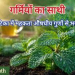 पुदीना (Mint): 10 चमत्कारी आयुर्वेदिक प्रयोग | आरोग्य वाटिका