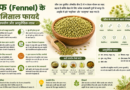 सौंफ (Fennel) के 8 बेमिसाल फायदे, सही उपयोग और आयुर्वेदिक लाभ