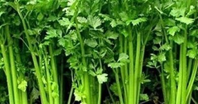 धनिया: पाचन और शीतलता की अचूक आयुर्वेदिक औषधि | आयुष्य पथ