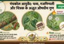 panchakol chavya gajapippali chitrak benefits