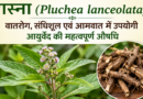 गठिया और जोड़ों के दर्द से हैं परेशान? अपनाएं महर्षि चरक द्वारा बताई गई यह अचूक औषधि 'रास्ना'!