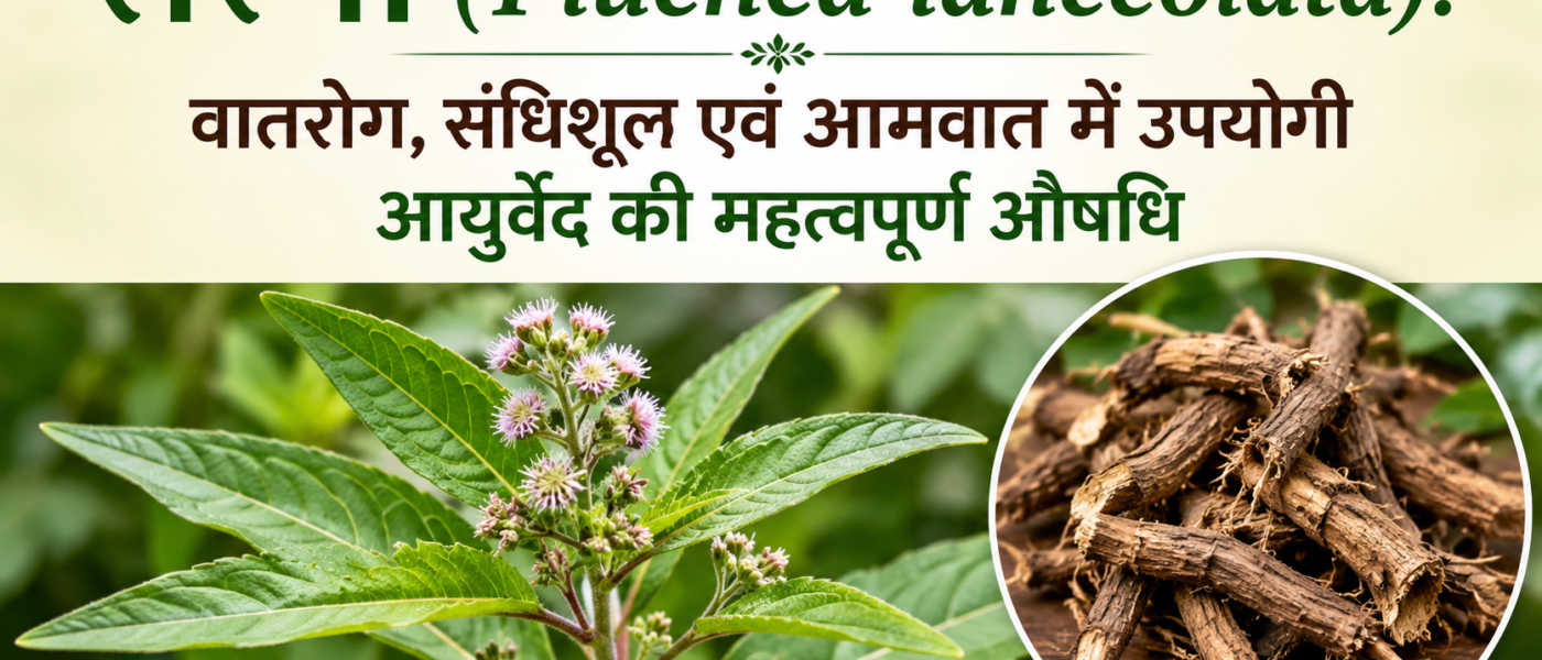 गठिया और जोड़ों के दर्द से हैं परेशान? अपनाएं महर्षि चरक द्वारा बताई गई यह अचूक औषधि 'रास्ना'!
