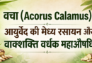 वचा (Acorus Calamus): आयुर्वेद की मेध्य रसायन और वाक्शक्ति वर्धक महाऔषधि