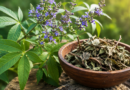 निर्गुण्डी (Vitex negundo): गठिया और वात रोगों की अचूक आयुर्वेदिक महाऔषधि