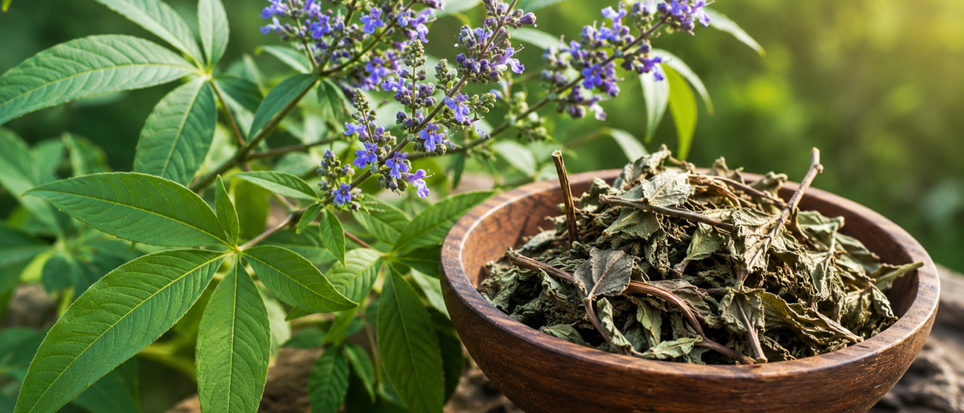 निर्गुण्डी (Vitex negundo): गठिया और वात रोगों की अचूक आयुर्वेदिक महाऔषधि